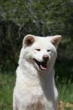 AKITA INU 426